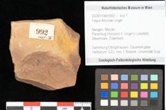 Foto (Objekt + Etikett) von Fagus feroniae Unger (NHMW-GEO-2024-0188-0992)
